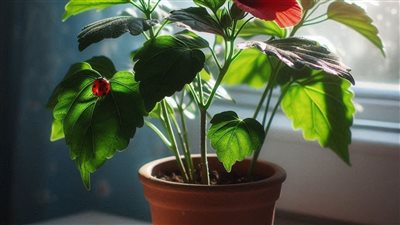 article