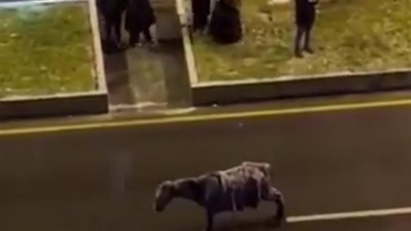 صورة الحصان المتجمد، يقف دون حراك 