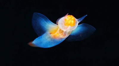 article