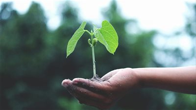 article