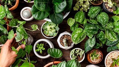 article