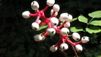 article